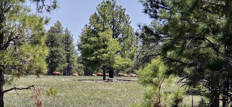 Mormon Lake Magic: Nature's Canvas in Arizona - Mormon Lake Scenic Pullout