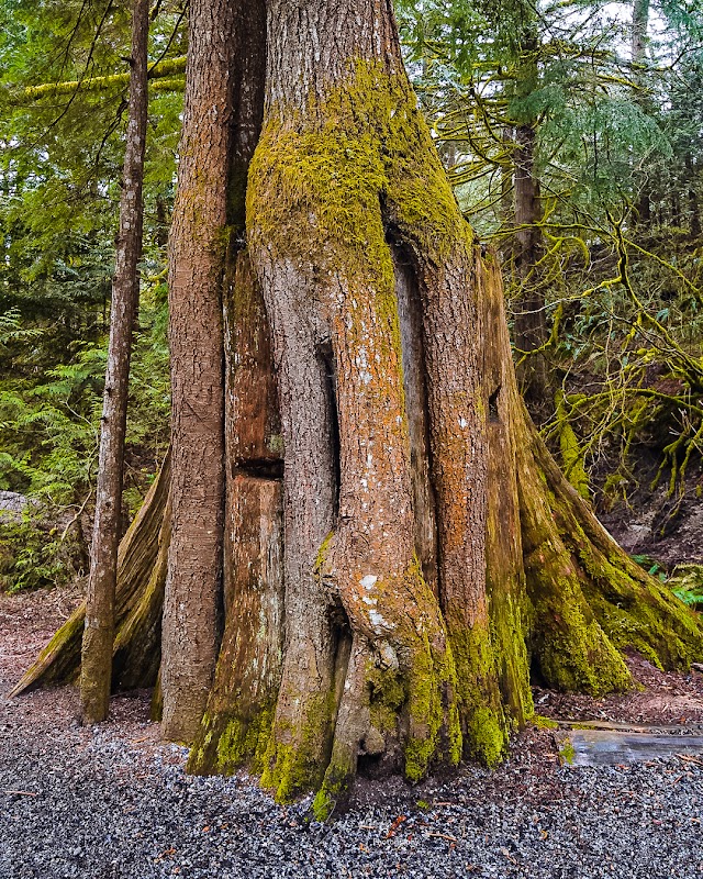 Discover the Beauty of Shannon Falls outdoor detail