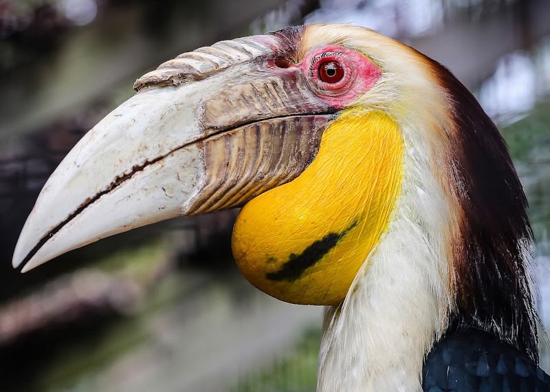 Wonders of the Amazon Rainforest - Amazon Rainforest