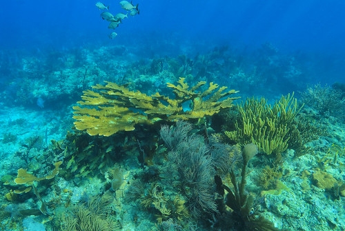 Explore the Underwater Wonders of John Pennekamp Coral Reef State Park - John Pennekamp Coral Reef State Park