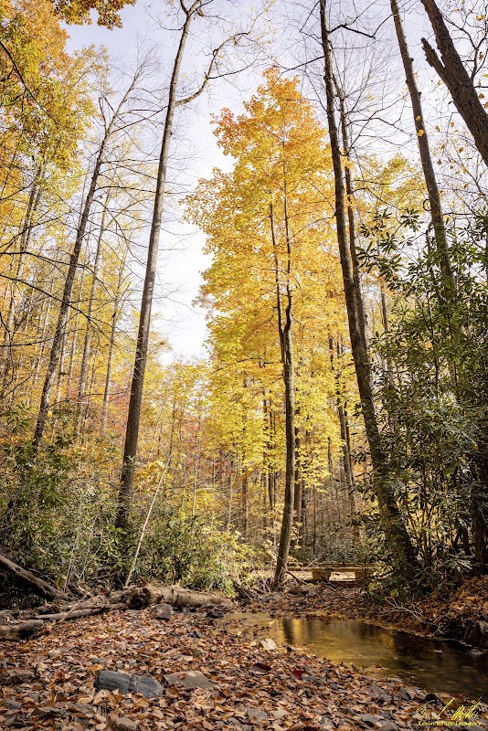 Waterfall Wonders: Log Hollow & Discovery Falls Trailhead - Log Hollow & Discovery Falls Trailhead