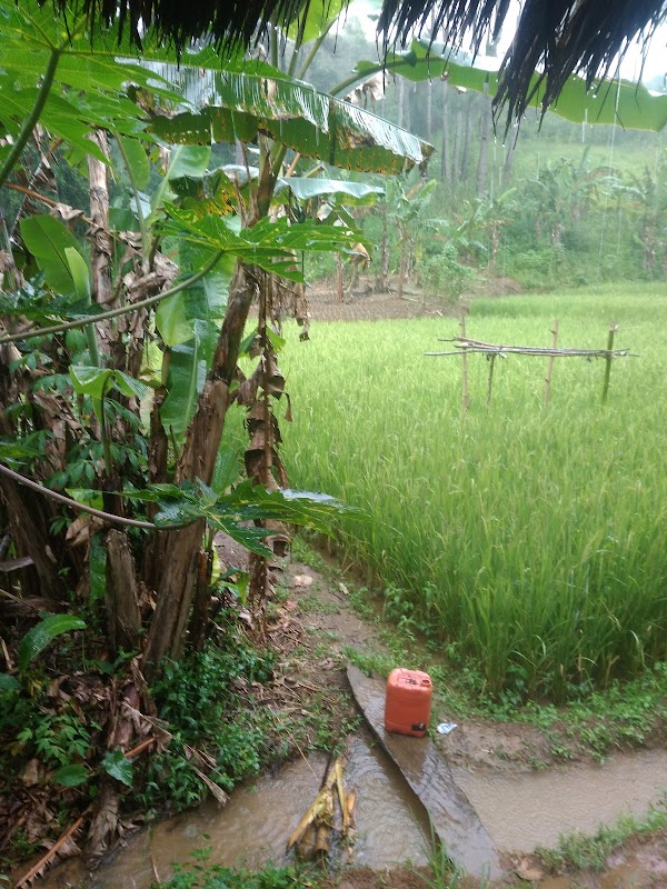 Discover the Green Haven of Jalan Rawa Lele - Jalan Rawa Lele