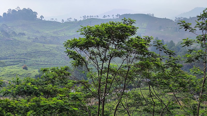 Discover the Greens of Puncak Pass, Bogor - Puncak Pass Bogor