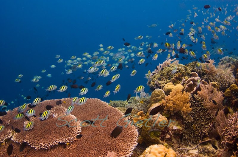 Diving into Bunaken National Marine Park - Bunaken National Marine Park