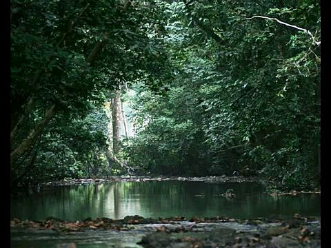 Gola Rainforest National Park: Sierra Leone's Natural Oasis - Gola Rainforest National Park