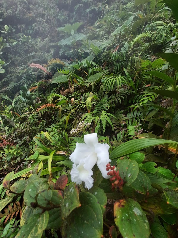 Tropical Wonder: La Fortuna's Natural Beauty - La Fortuna