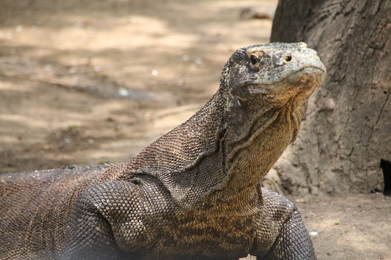 Wildlife Wonders of Rinca Island - Rinca