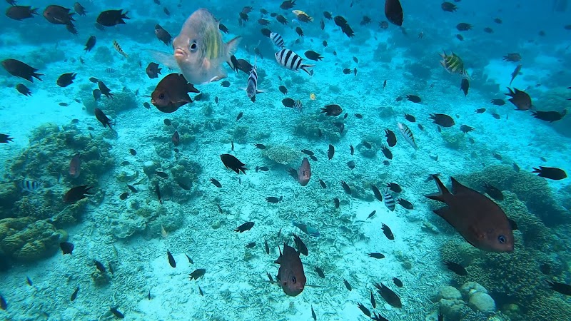 Underwater Wonderland: Kanawa Island - Kanawa Island