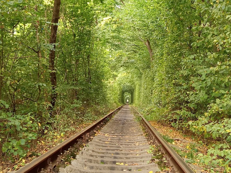 Nature's Enchantment: Tunnel of Love - Tunnel of Love
