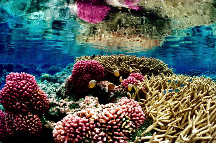 Dive Into the Wonders of the Great Barrier Reef - Great Barrier Reef