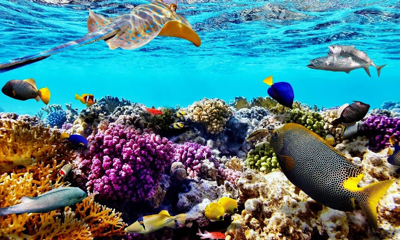 Dive Into the Wonders of the Great Barrier Reef - Great Barrier Reef