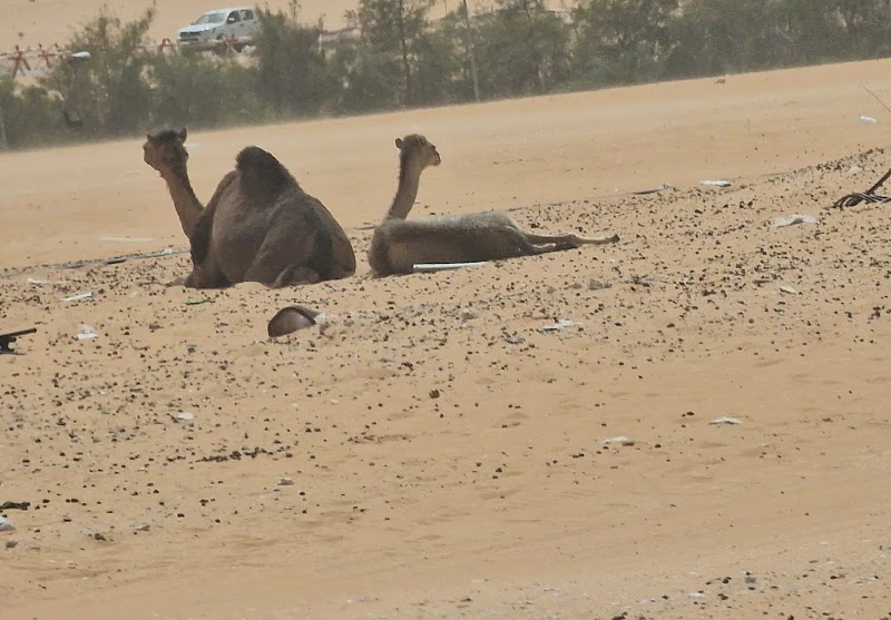 Vastness of the Sahara Desert - Sahara Desert