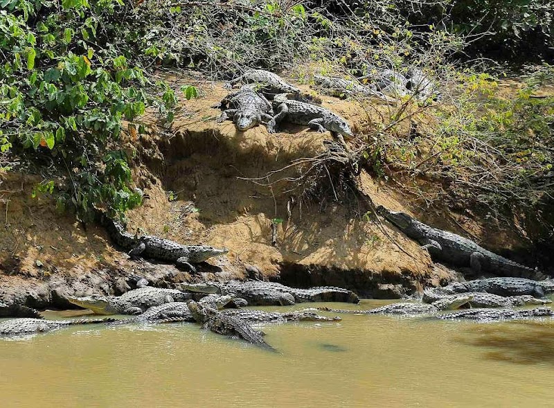 Wildlife Haven in Kebbi's Lush Rivers - Kebbi