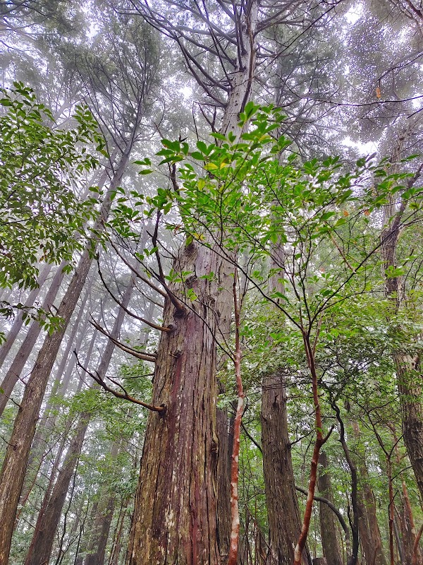 Trekking Through History: Kumano-Kodo Nakahechi Pilgrimage Route, Wakayama - Kumano-Kodo Nakahechi Pilgrimage Route