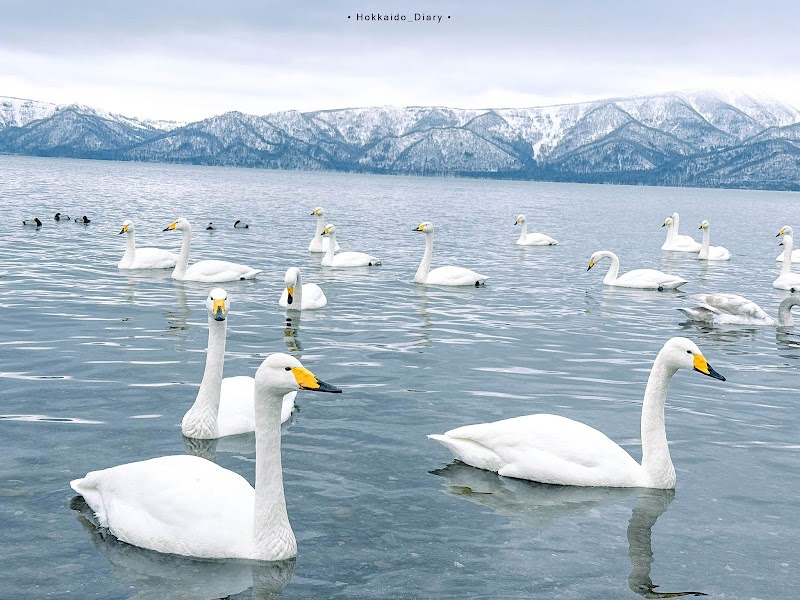 Swan Serenade at Lake Kussharo - Lake Kussharo