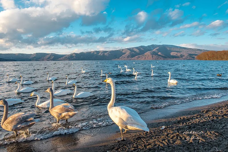 Swan Serenade at Lake Kussharo - Lake Kussharo