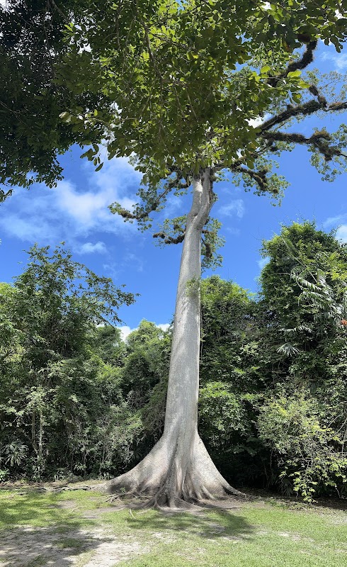 Ancient Wonders at Tikal Park - Tikal Park