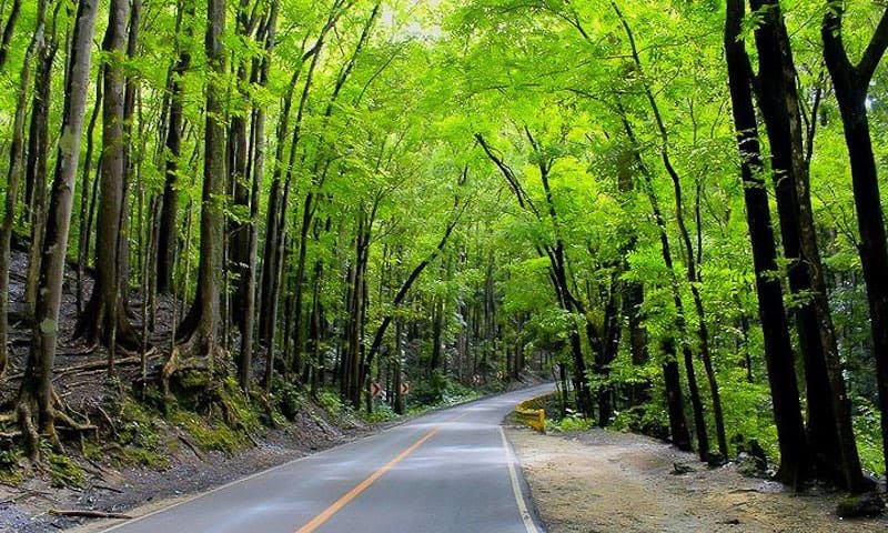 Enchanting Forests of Bilar - Bilar Man-Made Forest