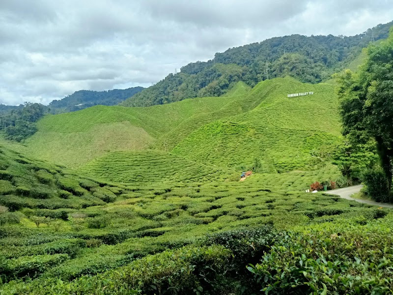Tea Gardens of Cameron Highlands - Cameron Highlands
