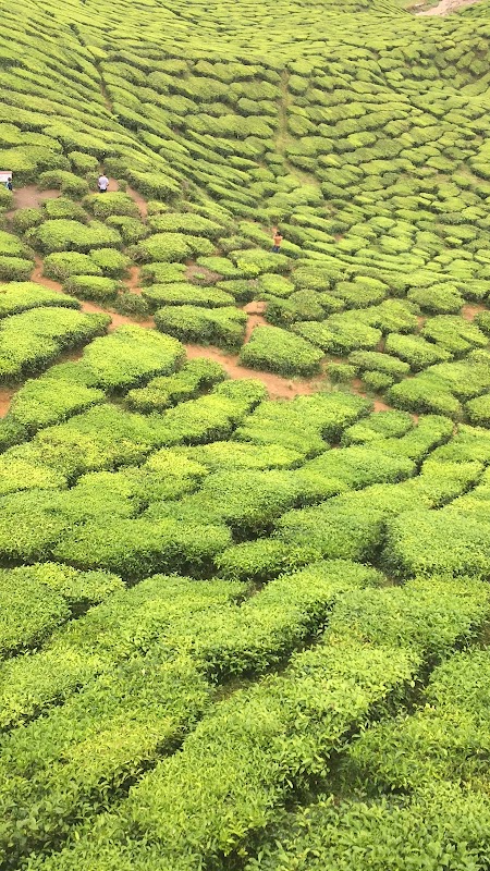Tea Gardens of Cameron Highlands - Cameron Highlands