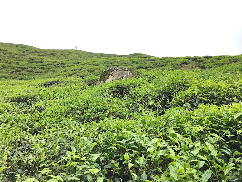 Tea Gardens of Cameron Highlands - Cameron Highlands