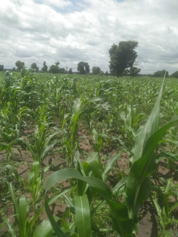 Discover the Green Fields of Askira/Uba - Askira/Uba