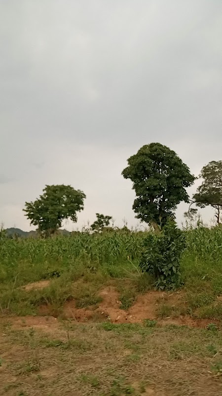 Discover the Green Fields of Askira/Uba - Askira/Uba