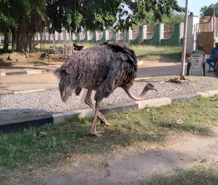 Wildlife Wonders at Old Oyo National Park - Old Oyo National Park