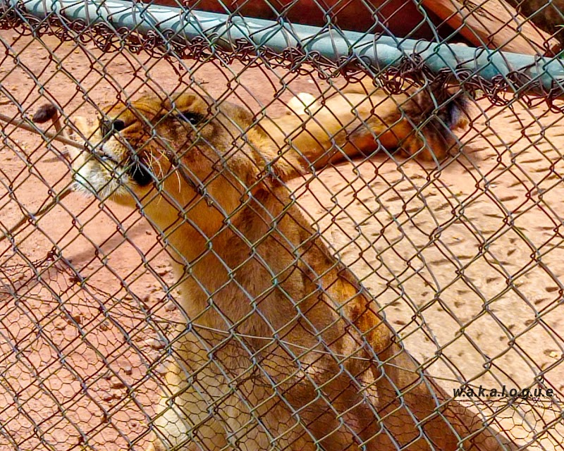 Wildlife Wonders at Jos Wildlife Park - Jos Wild Life Park
