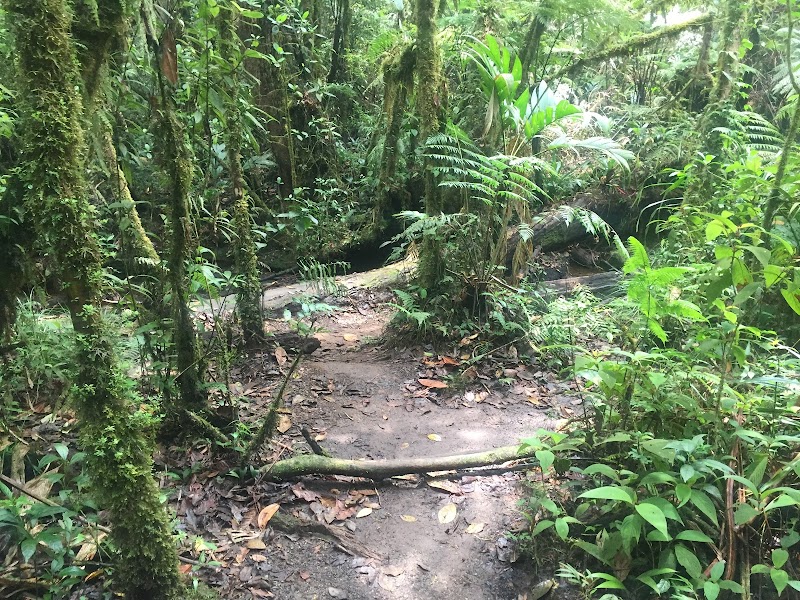 Wildlife Haven in Central Highlands: Biotopo del Quetzal - Biotopo del Quetzal