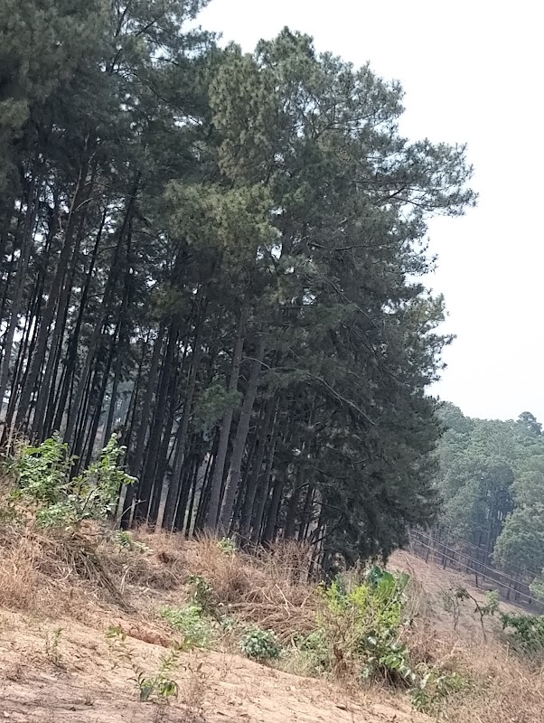 Discover the Tranquil Beauty of Ngwo Pine Forest - Ngwo Pine Forest
