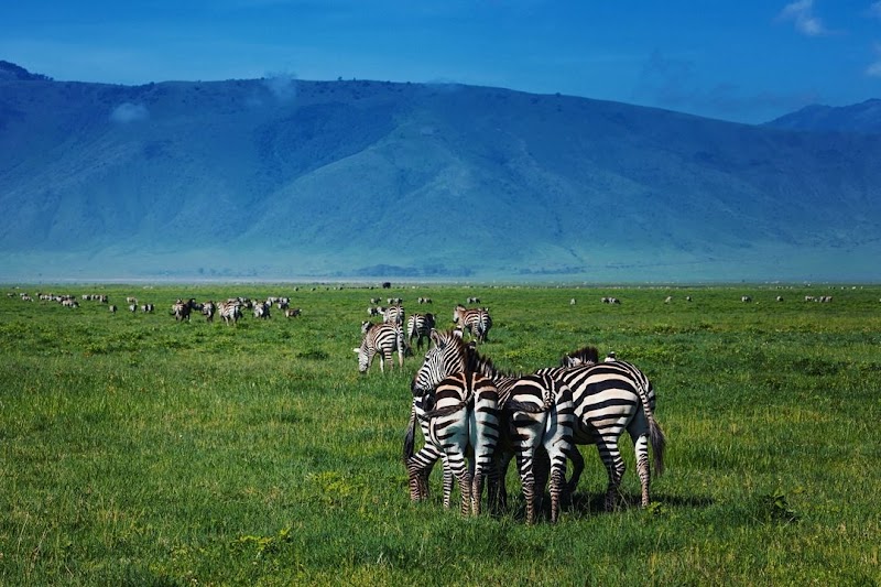 Wildlife Spectacle at Ngorongoro Crater - Ngorongoro Crater
