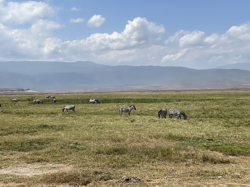 Wildlife Spectacle at Ngorongoro Crater - Ngorongoro Crater