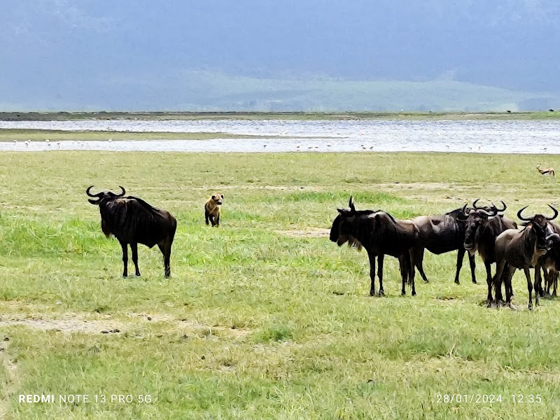 Ngorongoro Crater ViewPoint: A Window to the Wild - Ngorongoro Crater ViewPoint