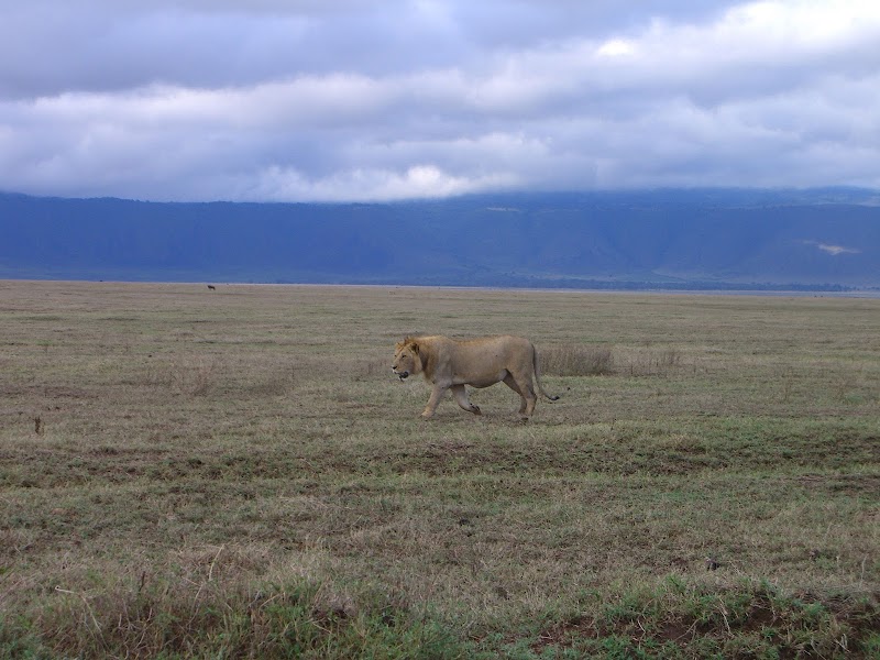 Wonders of the Wild: Ngorongoro Crater - Ngorongoro Crater