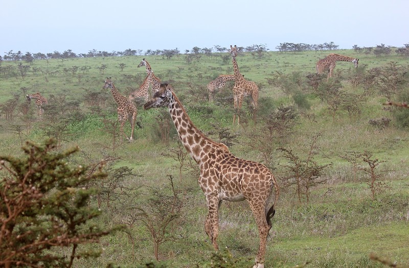 Wonders of the Wild: Ngorongoro Crater - Ngorongoro Crater