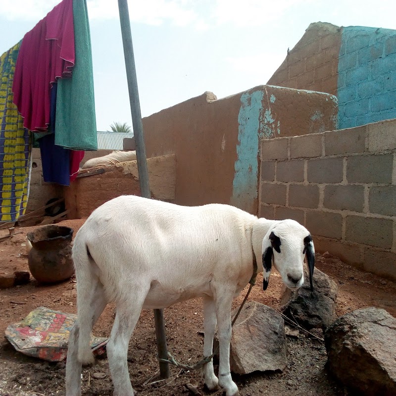 Discover the Charms of Gombi, Adamawa - Gombi