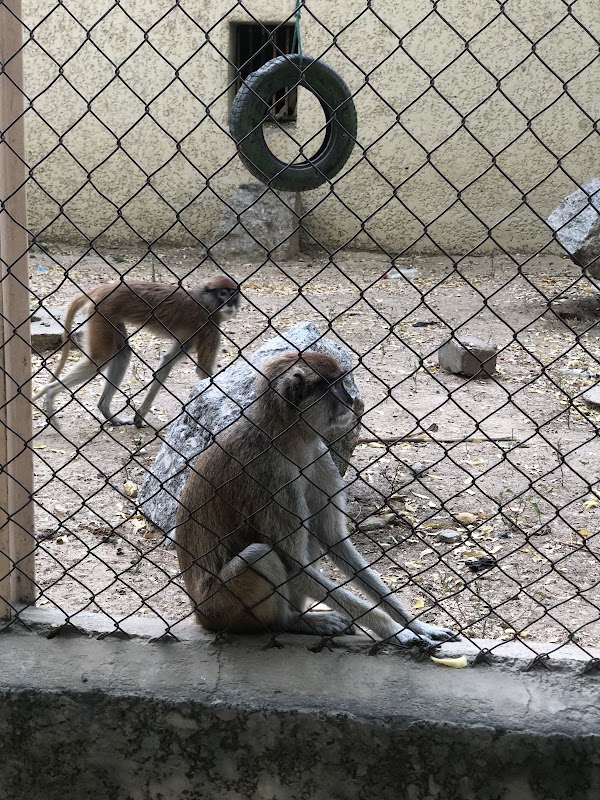 Wildlife Encounter at Sanda Kyarimi Park - Sanda Kyarimi Park