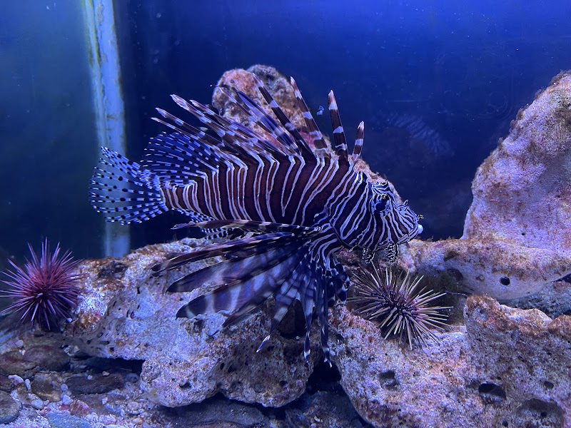 Discover Tela Marine's Aquatic Wonders - Tela Marine