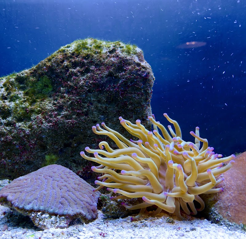 Discover Tela Marine's Aquatic Wonders - Tela Marine