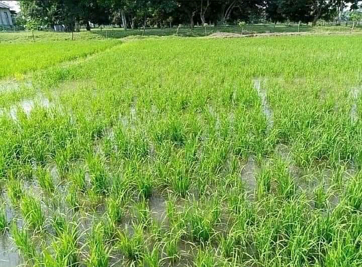 Cornfields of Bida: A Verdant Mosaic - Bida