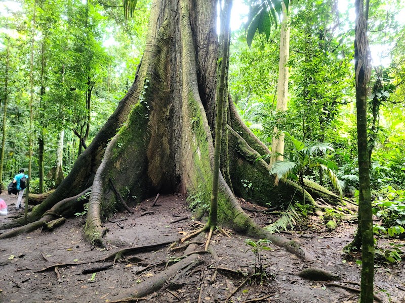 Arenal Volcano's Majestic Splendor - Parque Nacional Volcán Arenal
