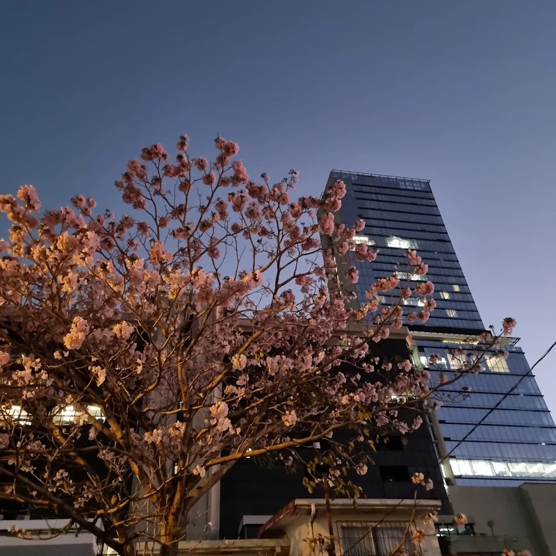Vibrant Vibes of San José - San José