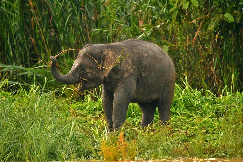 River Wonders: Kinabatangan River - Kinabatangan River