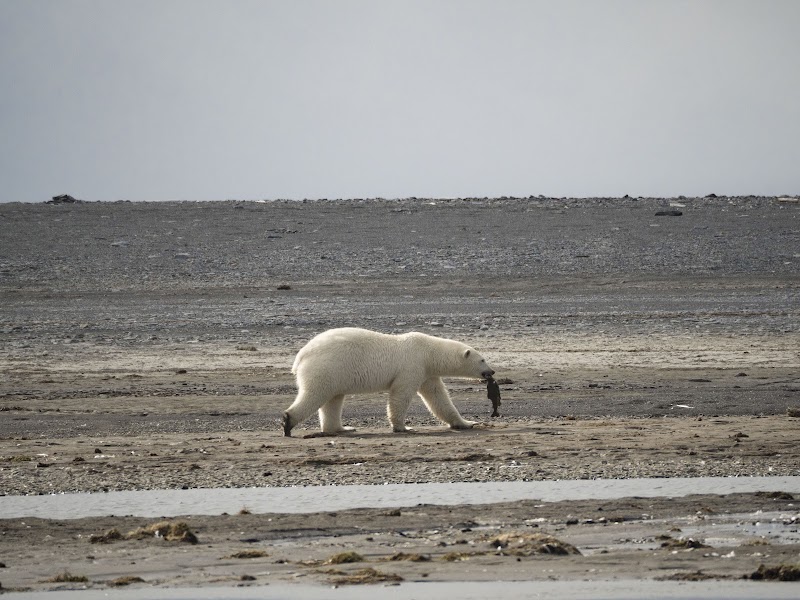 Wrangel Island: Wild Beauty in Russia's Far East - Wrangel Island
