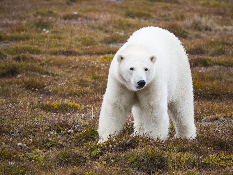Wrangel Island: Wild Beauty in Russia's Far East - Wrangel Island