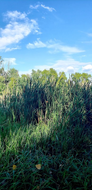 Nature's Retreat: George Bareis Nature Preserve outdoor detail