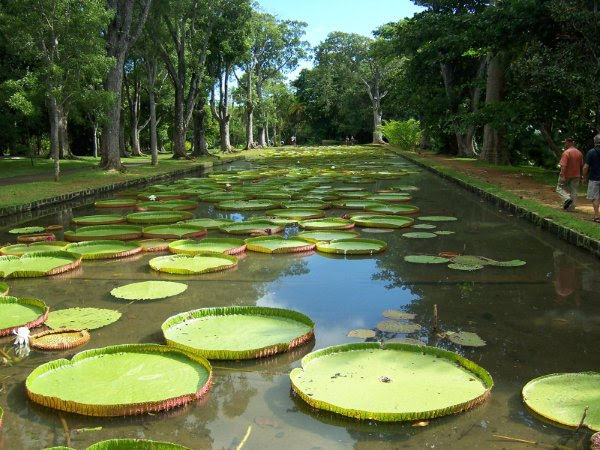 Majestic Water Lilies of Mauritius - Mauritius Island