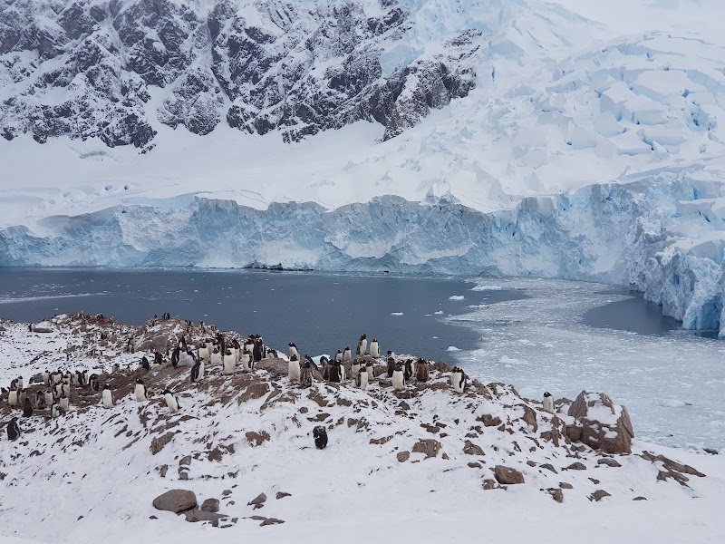 Icebound Wonder: Neko Harbor - Neko Harbor