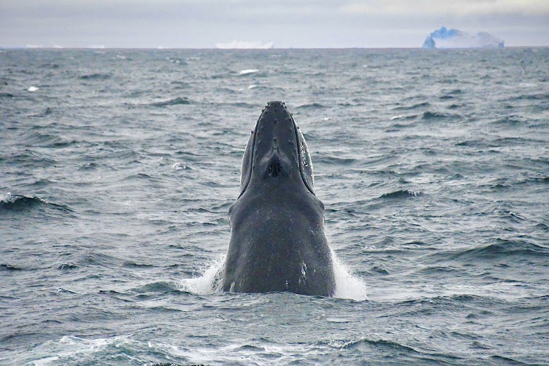 Majestic Icy Passage: Gerlache Strait - Gerlache Strait